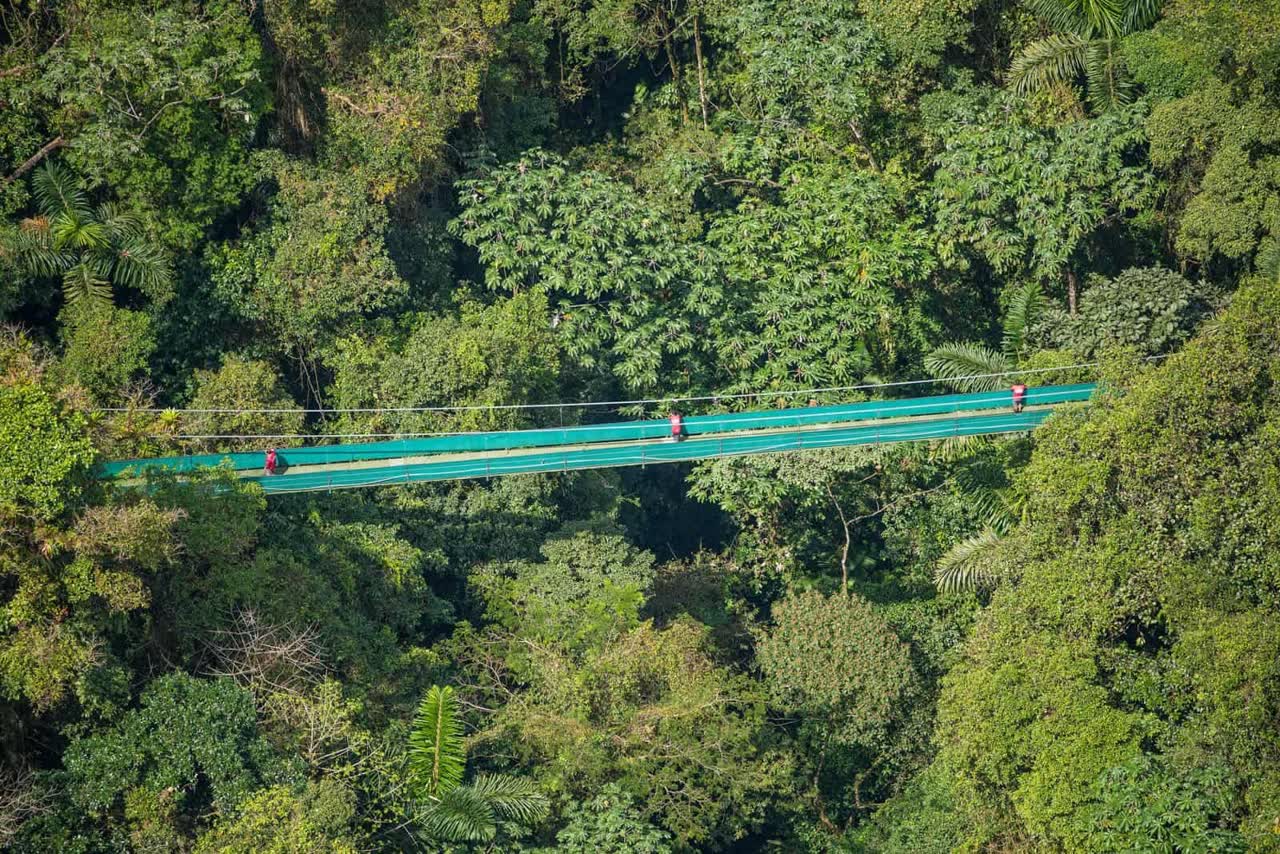 Cloud Forest Trails