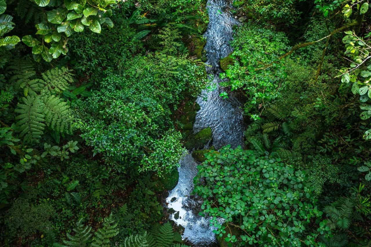 Aerial view of a river in the Monteverde cloud forest