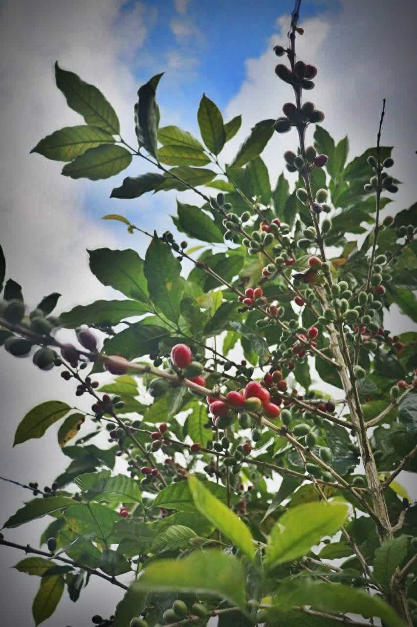 Coffee Tours