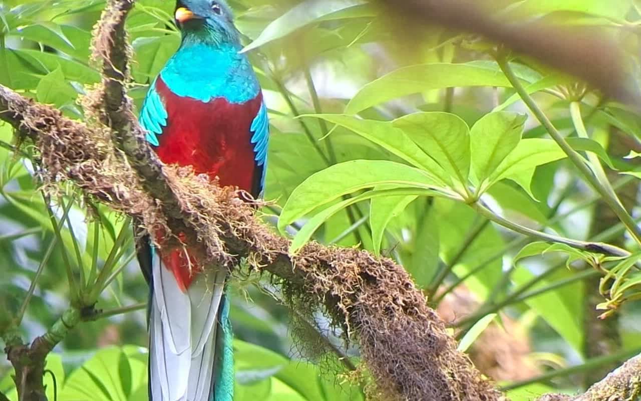 Birdwatching